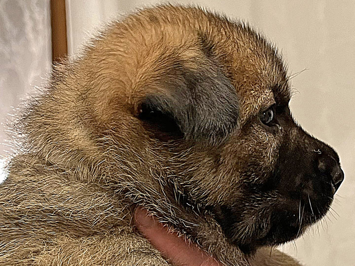 chinook puppy